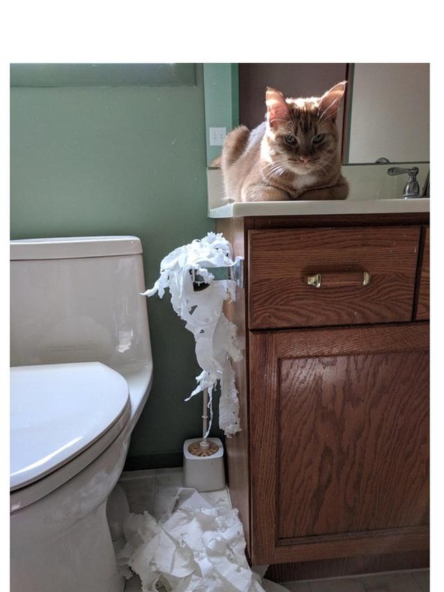 7 Tingkah Laku Nyeleneh Hewan Peliharaan Ini Bikin Geregetan