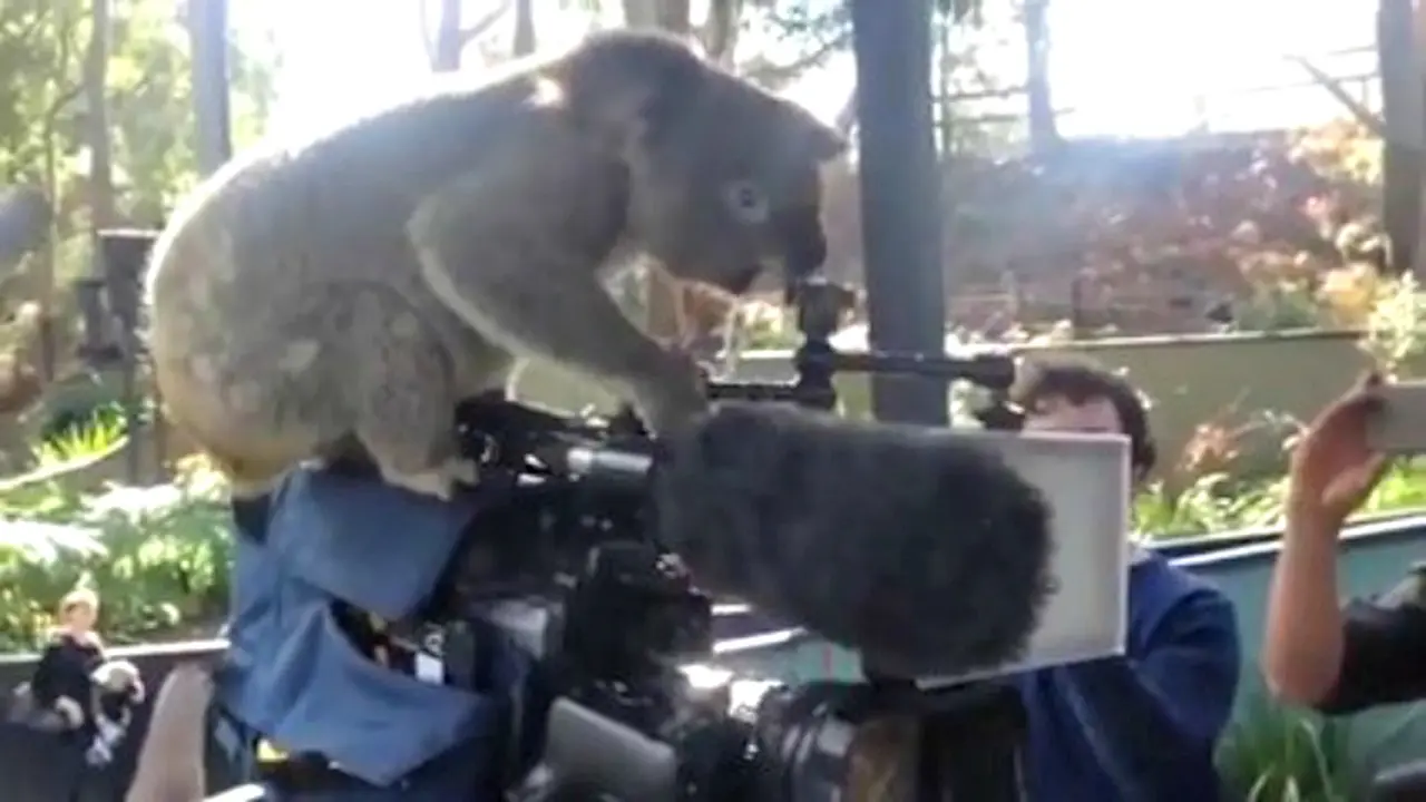 Begini Penampakan Koala Belajar Jadi Jurukamera