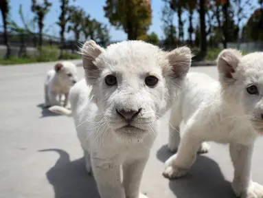 Bayi singa putih kembar tiga bermain di luar ruangan di Nantong Forest Safari Park di Kota Nantong, Provinsi Jiangsu, China, 23 April 2020. Bayi-bayi berusia hampir dua bulan itu memulai debut mereka di Nantong Forest dan mereka secara resmi akan bertemu wisatawan pada 1 Mei. (Xinhua/Xu Congjun)