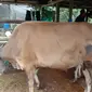 Pengadaan sapi Bali dan kambing terpaksa ditunda guna mencegah masuknya PMK di Kabupaten Paser. (Liputan6.com)