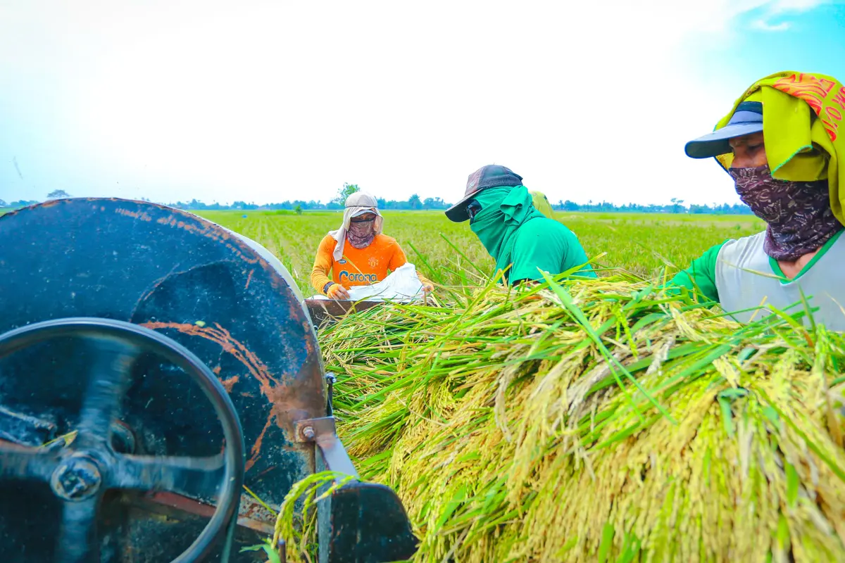 Petani panen padi