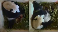 Langka, Bayi Panda Raksasa Lahir Alami
