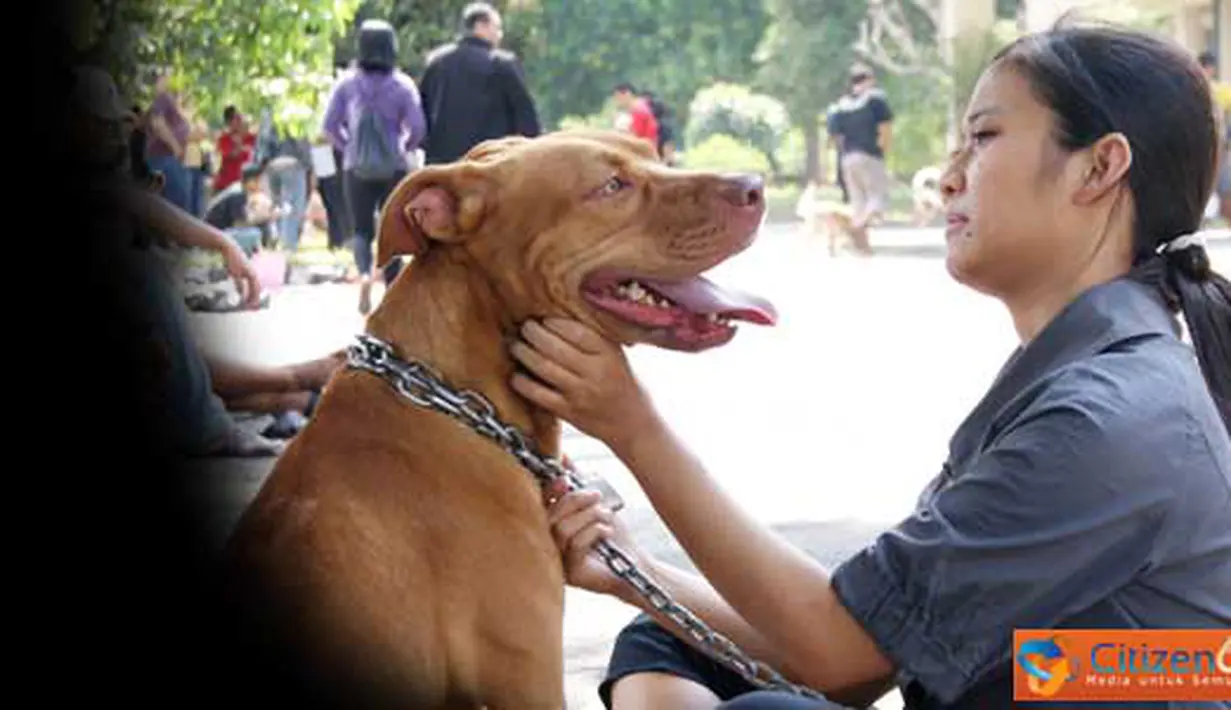 Citizen6, Yogyakarta: Penilaian meliputi segi ketangkasan anjing terhadap perintah pemiliknya, respons anjing terhadap perintah, dan kelincahan. (Pengirim: Duta)