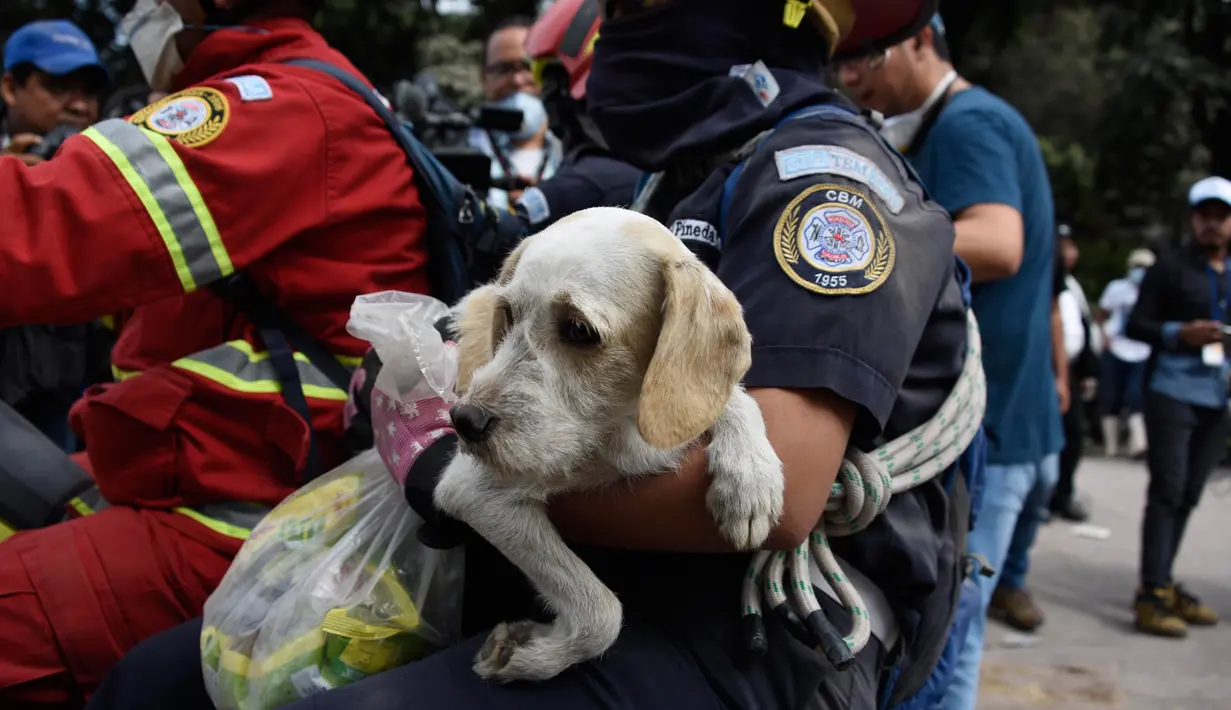 Petugas pemadam kebakaran membawa seekor anjing yang ditemukan dua hari setelah letusan gunung Fuego yang tertutup debu di desa San Miguel Los Lotesi Departemen Escuintla, sekitar 35 km di barat daya Kota Guatemala (5/6). (AFP Photo/Johan Ordonez)