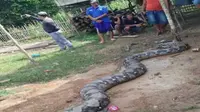 Penampakan ular piton 'raksasa' seberat 250 Kg yang sempat menggegerkan warga. (JawaPos.com)
