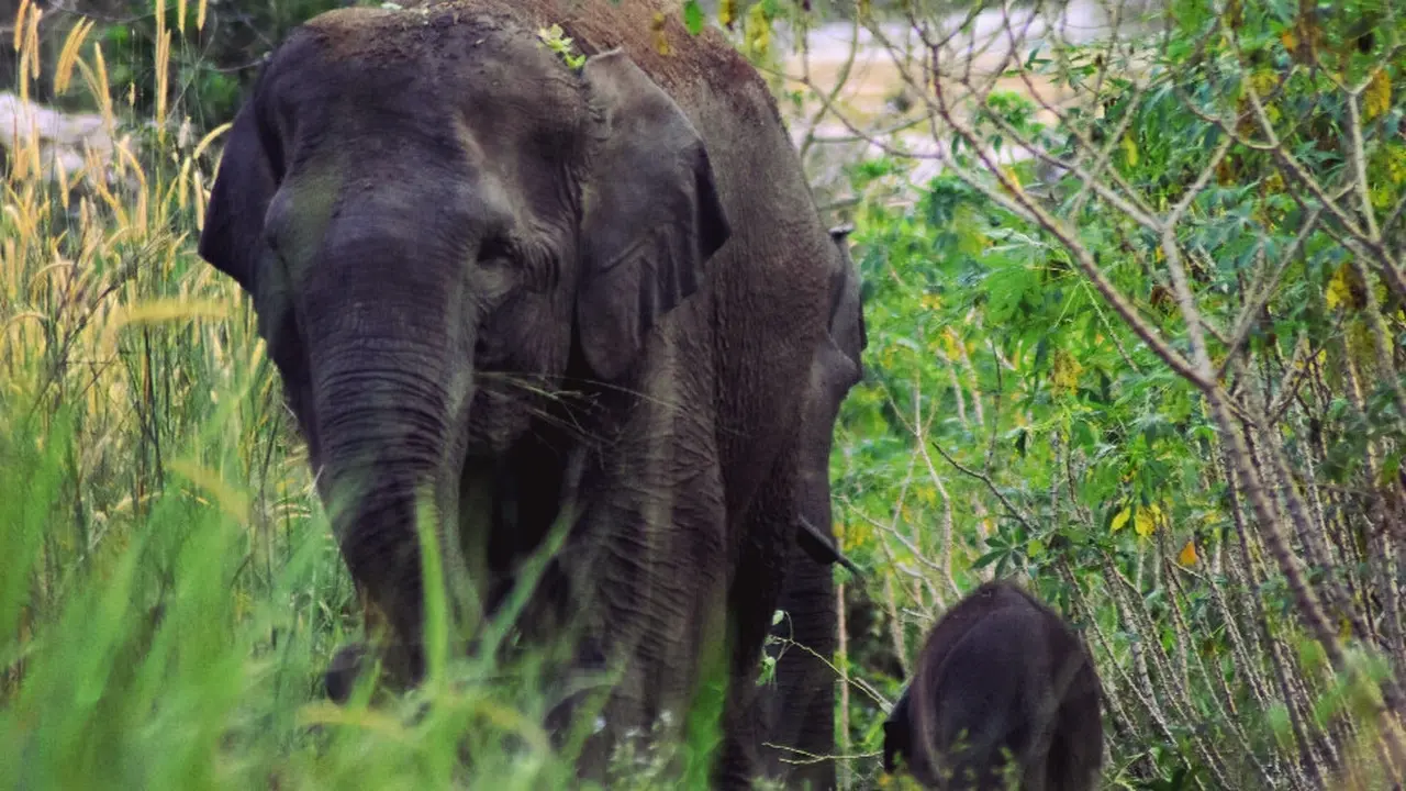 Anak Gajah Seruni Akhirnya Lahir di Balai Raja