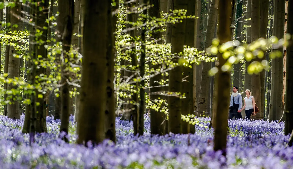 Pasangan berjalan di antara bunga bluebell yang bermekaran di hutan Hallerbos, Belgia, Kamis (19/4). Setiap tahunnya pada pertengahan April dan sepanjang Mei, hutan ini berubah menjadi biru keunguan, seperti di dunia dongeng. (AP/Geert Vanden Wijngaert)