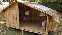 7 Model Kandang Broiler Sederhana dari Bambu untuk Pemula, Hemat Biaya dan Mudah Dibuat
