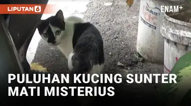 Puluhan Kucing di Sunter Agung Mati Mendadak