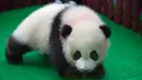 Seekor bayi panda diperkenalkan kepada publik di Kebun Binatang Malaysia, Kuala Lumpur, Sabtu (26/5). Panda betina yang belum diberi nama itu adalah keturunan kedua pasangan panda raksasa Liang Liang dan Xing Xing. (AP Photo/Vincent Thian)