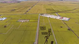 Foto dari udara yang diabadikan pada 21 September 2020 ini menunjukkan sawah yang akan dipanen di sebuah area persawahan di Kota Fujin, Provinsi Heilongjiang, China timur laut. Dalam beberapa hari terakhir, sekitar 2.667 hektare sawah di kota tersebut telah memasuki musim panen. (Xinhua/Zhang Tao)