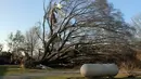 Sebuah pohon tumbang akibat tornado yang menghatam Clarksdale, Mississipi, Kamis (24/12). Badai tornado menerjang wilayah Amerika Serikat bagian selatan dan menewaskan 11 orang.  (REUTERS/ Justin A. Shaw)