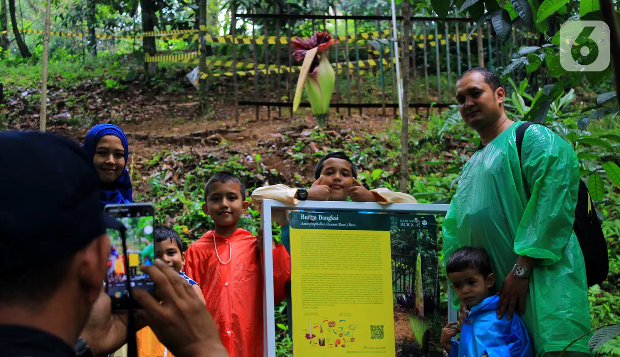 Pengunjung berswafoto di tempat yang sudah di siapkan di Kebun Raya Bogor, Minggu (5/1/2020). Hari terakhir liburan sekolah, Kebun Raya Bogor menjadi tujuan wisata favorit bagi warga. Salah satu objek yang paling menarik di sana adalah Bunga Bangkai. (Merdeka.com/Fotografer Magang: Muhammad Fayyadh)