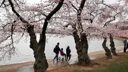 Wisawatan berjalan melintasi pohon Sakura yang sedang mekar di Washington (4/2). Festival Cherry Blossom tahun ini berlangsung dari 20 Maret sampai 15 April. (AP Photo/Jacquelyn Martin)