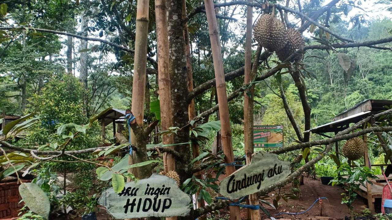 Agrowisata Durian Subur Makmur