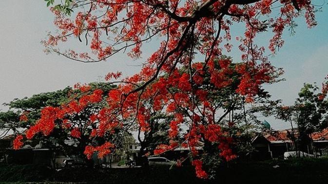 Tak hanya bunga Tabebuya, kini bunga Flamboyan di Surabaya mulai bermekaran. (Sumber: Instagram/@surabaya)
