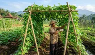 12 Cara Menanam Labu Siam agar Tidak Merambat Sembarangan dan Tetap Berbuah