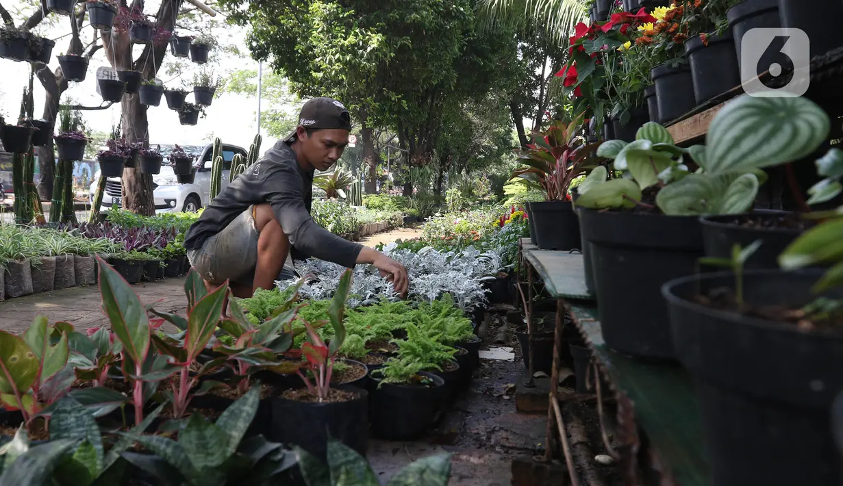 Pedagang menata tanaman hias yang dijual di Juanda, Depok, Jawa Barat, Senin (6/7/2020). Menurut pedagang, penjualan berbagai jenis tanaman hias saat ini mengalami peningkatan sekitar 50 persen. (Liputan6.com/Herman Zakharia)