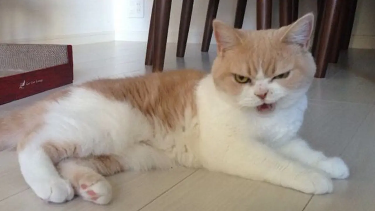20160217-Menggemaskannya Koyuki, Si Kucing Berwajah Galak yang Populer di Dunia Maya-Jepang