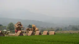 Patung-patung King Kong raksasa yang terbuat dari jerami terlihat di Huay Teung Tao Lake, Don Kaeo, Chiang Mai, Thailand, Rabu (3/4). Di sini, wisatawan bisa berfoto dengan latar King Kong raksasa yang terbuat dari jerami. (Lillian SUWANRUMPHA/AFP)
