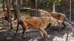 Dua singa mendapatkan semprotan air cuaca panas melanda di Kebun Binatang pribadi di Basra, 340 mil (550 kilometer) tenggara Baghdad, Irak (30/7). Selain cuaca panas, warga Irak juga menghadapi situasi keamanan yang memburuk. (AP Photo/Nabil al-Jurani)