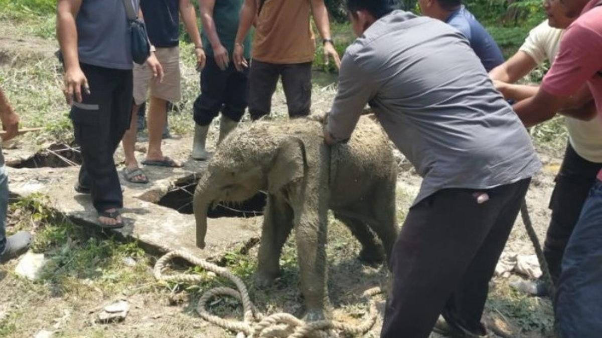 Anak Gajah Terperosok Masuk Septic Tank, Kawanannya Mengamuk Rusak Mess Karyawan di Siak Riau