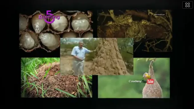 Bintang 5: Kecelakaan Termahal, Sarang Binatang, Sepak Bola