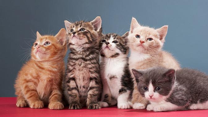 Kucing Gemuk Memang Lucu Tapi Plus Kumpulan Foto Kucing 