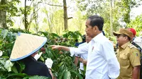 Presiden Jokowi panen kopi bersama para petani di Desa Kembahang, Kecamatan Batubrak, Provinsi Lampung. (Foto: Vico - Biro Pers Sekretariat Presiden)