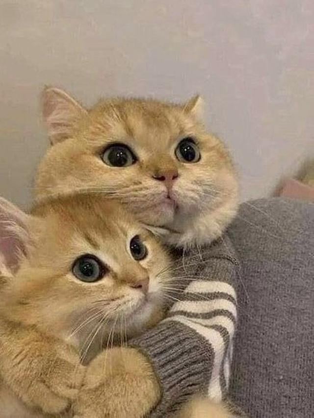 10 Potret Kocak Kucing Bucin sama Pasangannya Ini Bikin Iri