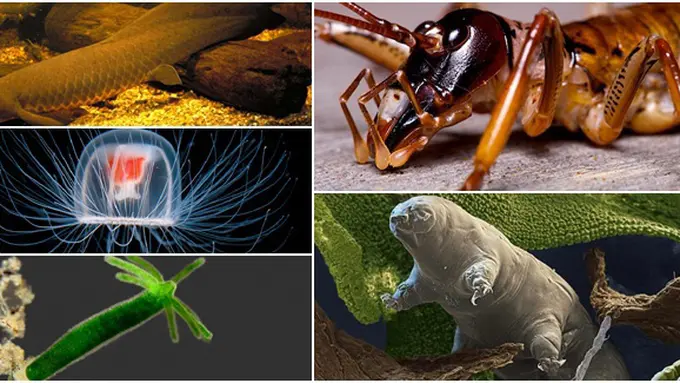 Foto Dok. Berbagai Sumber