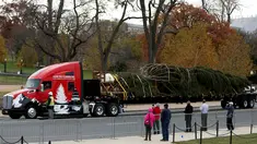 Sebuah truk besar membawa pohon natal yang akan dipasang tiba di halaman sebelah barat Gedung Capitol US di Washington, AS (28/11). Pohon tersebut adalah pohon Engelmann Spruce setinggi 80 kaki yang didatangkan dari Idaho. (Reuters/Gary Cameron)