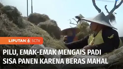 VIDEO: Harga Beras Mahal, Emak-Emak di Madiun Terpaksa Mengais Padi Sisa Panen