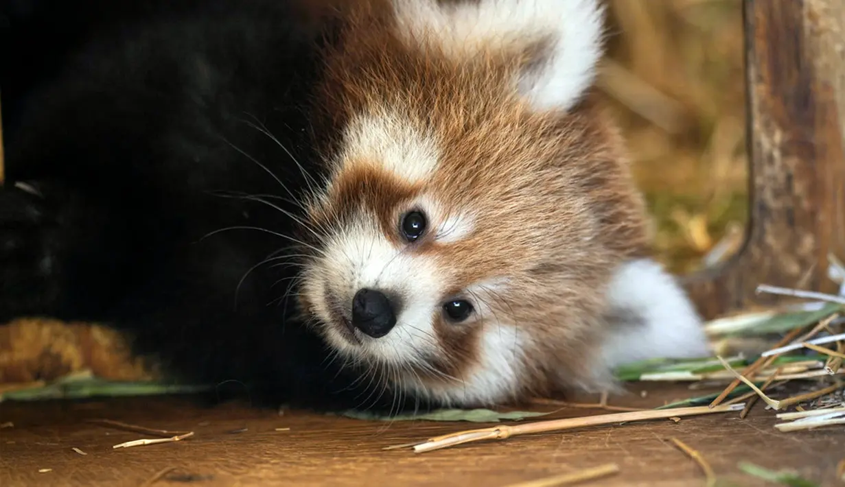 Jumlah panda merah diperkirakan hanya 2.500 ekor di alam liar. (AP Photo/Petros Giannakouris)