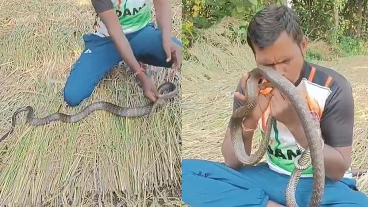 Viral Aksi Heroik Pria Lakukan CPR untuk Selamatkan Ular Kesetrum, Banjir Pujian