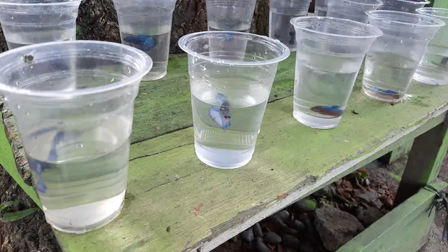 Gelas berisi ikan cupang yang dijual oleh Efendi, 37 tahun. Lapaknya terletak di pinggiran jalan Meulaboh-Tapak Tuan. Foto diambil di waktu yang berbeda dengan waktu wawancara (Liputan6.com/Rino Abonita)