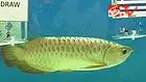 liputan6