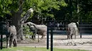 Pensiunan gajah sirkus terlihat di lingkungan mereka yang baru dibuat di Taman Safari Knuthenborg, Denmark, Sabtu (30/5/2020). Keempat gajah itu dibeli pemerintah Denmark tahun lalu setelah dimulainya peraturan yang melindungi hewan liar dari bisnis pertunjukan. (Claus Bech/Ritzau Scanpix/AFP)