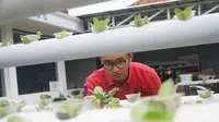 Theodorus Primaxylxla Jodimarlo, pengusaha muda di bidang biro jasa pariwisata beralih usaha di bidang pertanian hidrponik di kantornya kawasan Arcamanik, Kota Bandung. (Liputan6.com/Huyogo Simbolon)