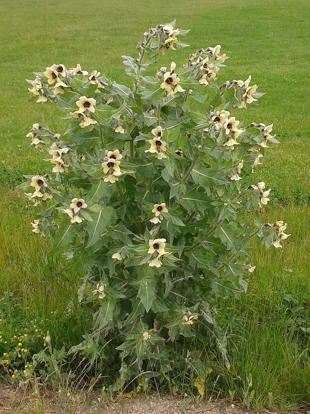 Black Henbane