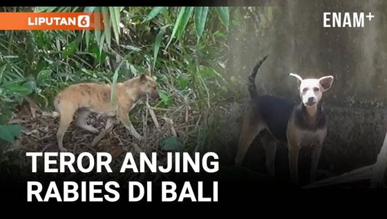 Teror Anjing Rabies di Bangli, 12 Warga Jadi Korban
