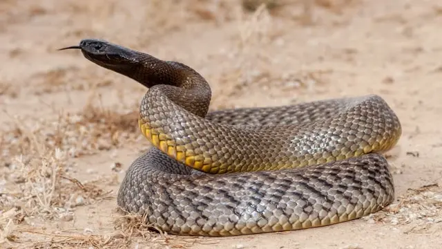 Ular Inland Taipan yang berbisa.