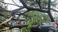 Hujan disertai angin kencang membuat pohon tumbang di Jalan A Damyati, Kota Tangerang. Pohon tumbang menimpa mobil, Kamis (23/12/2021). (Liputan6.com/Pramita Tristiawati)