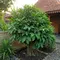 10 Cara Menanam Daun Salam dari Batang agar Cepat Tumbuh, Cocok untuk Kebun Rumah