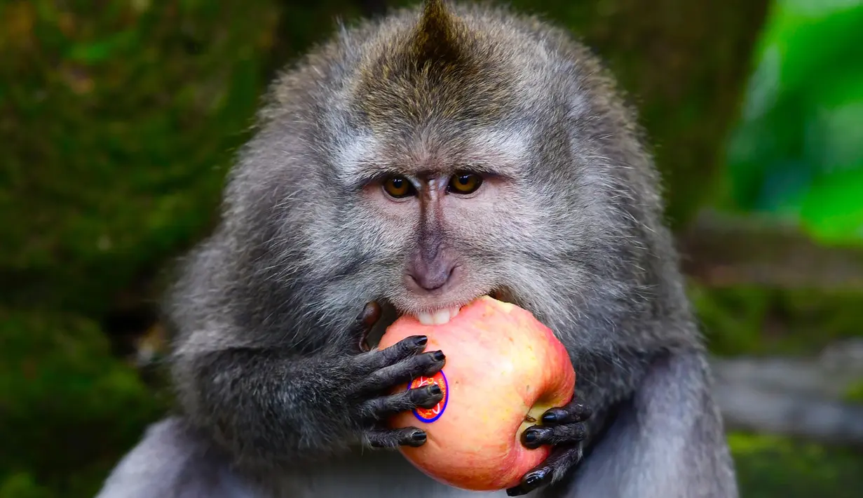 Monyet ekor panjang memakan apel di Sacred Monkey Forest atau lebih dikenal dengan Monkey Forest di Ubud, Bali pada 16 November 2018. Keunikan hutan ini adalah terdapatnya ratusan Kera Bali ekor panjang yang bebas berkeliaran di alam. (GABRIEL BOUYS/AFP)