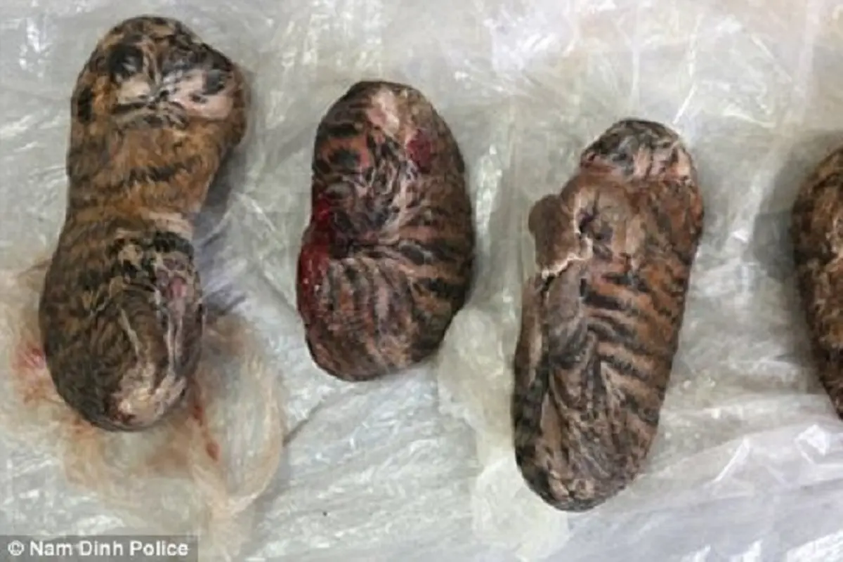 Sadis! Anak Harimau Dijadikan Lem