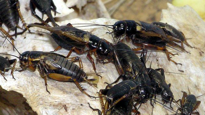 Ilustrasi jangkrik hitam dari famili Gryllus atau true crickets (Wikimedia / Creative Commons)
