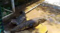 Repotnya Pawang Jelang Musim Buaya Kawin