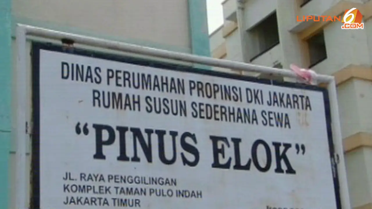 pinus-elok-130829c.jpg
