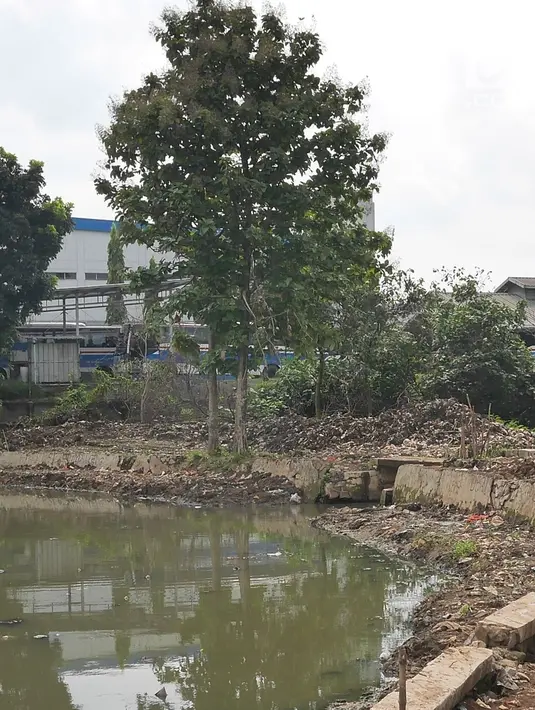 Tumpukan lumpur bercampur sampah beserta bangkai ikan dari proyek pengerukan situ Pedongkelan, Cimanggis, Depok, Rabu (28/11). Banyaknya lumpur dan sampah selain menimbulkan bau tak sedap juga lingkungan warga tampak kumuh. (Liputan6.com/Herman Zakharia)